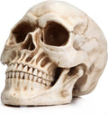 1:1 Replica Realistic Human Adult Skull Head Bone Model V178-84598