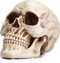 1:1 Replica Realistic Human Adult Skull Head Bone Model V178-84598