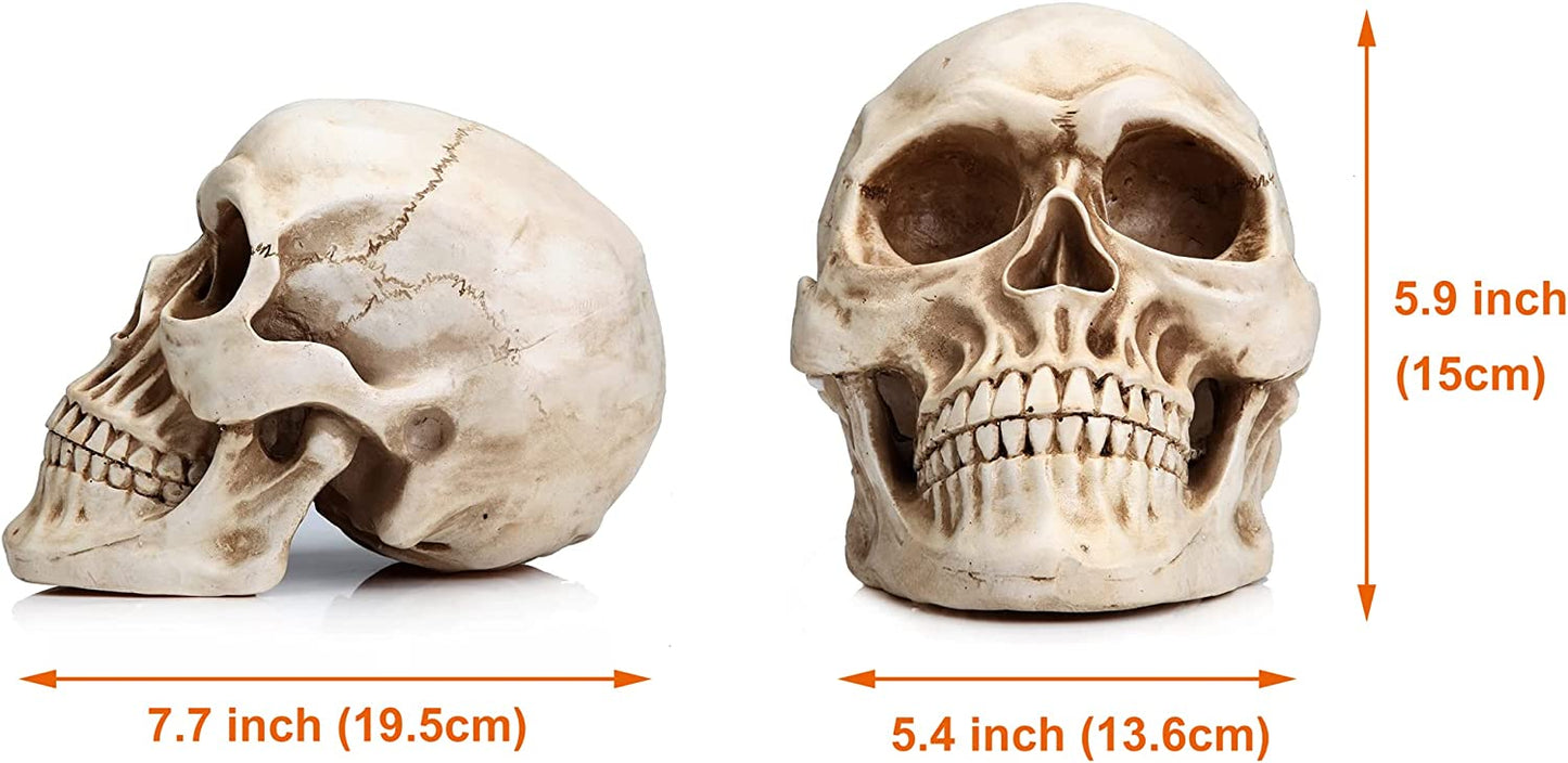 1:1 Replica Realistic Human Adult Skull Head Bone Model V178-84598