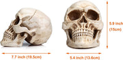 1:1 Replica Realistic Human Adult Skull Head Bone Model V178-84598