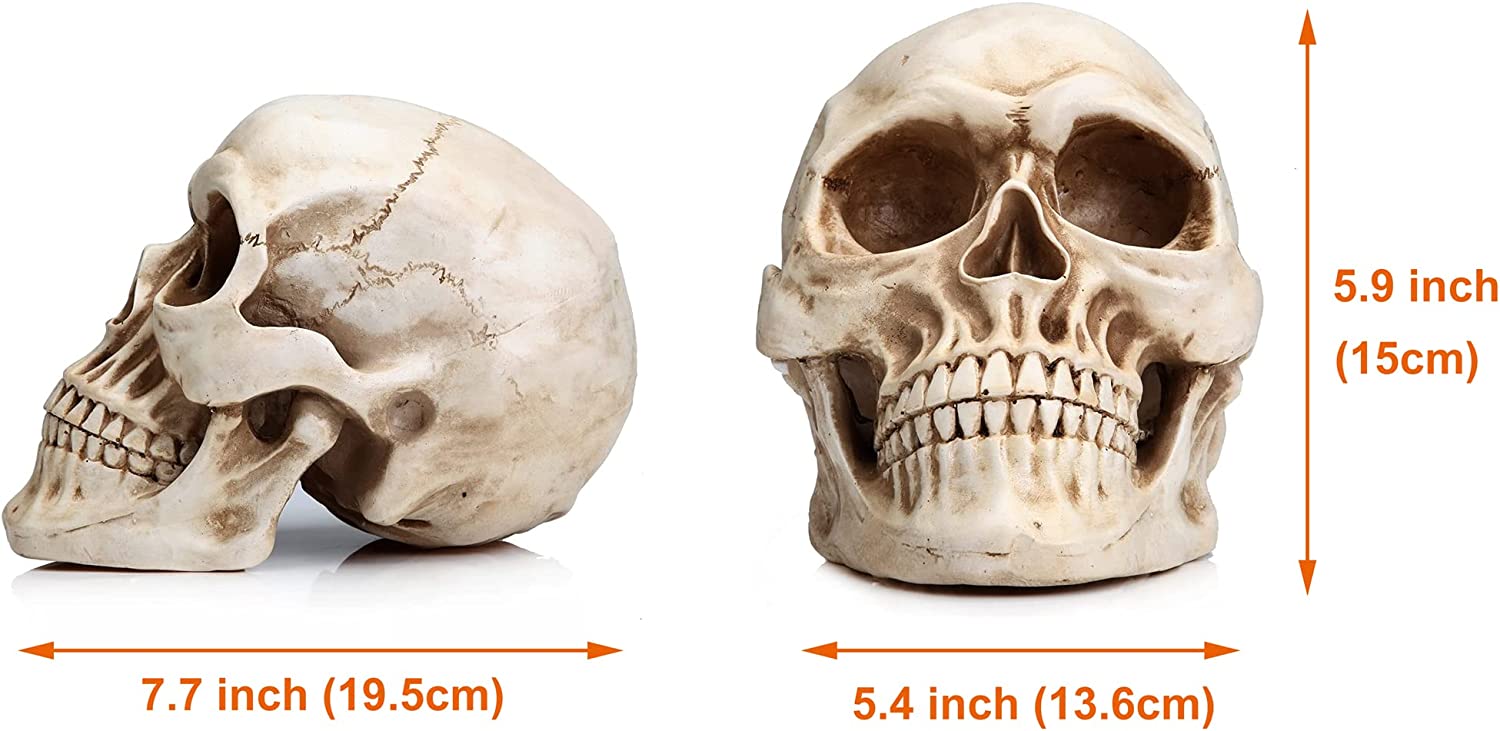 1:1 Replica Realistic Human Adult Skull Head Bone Model V178-84598