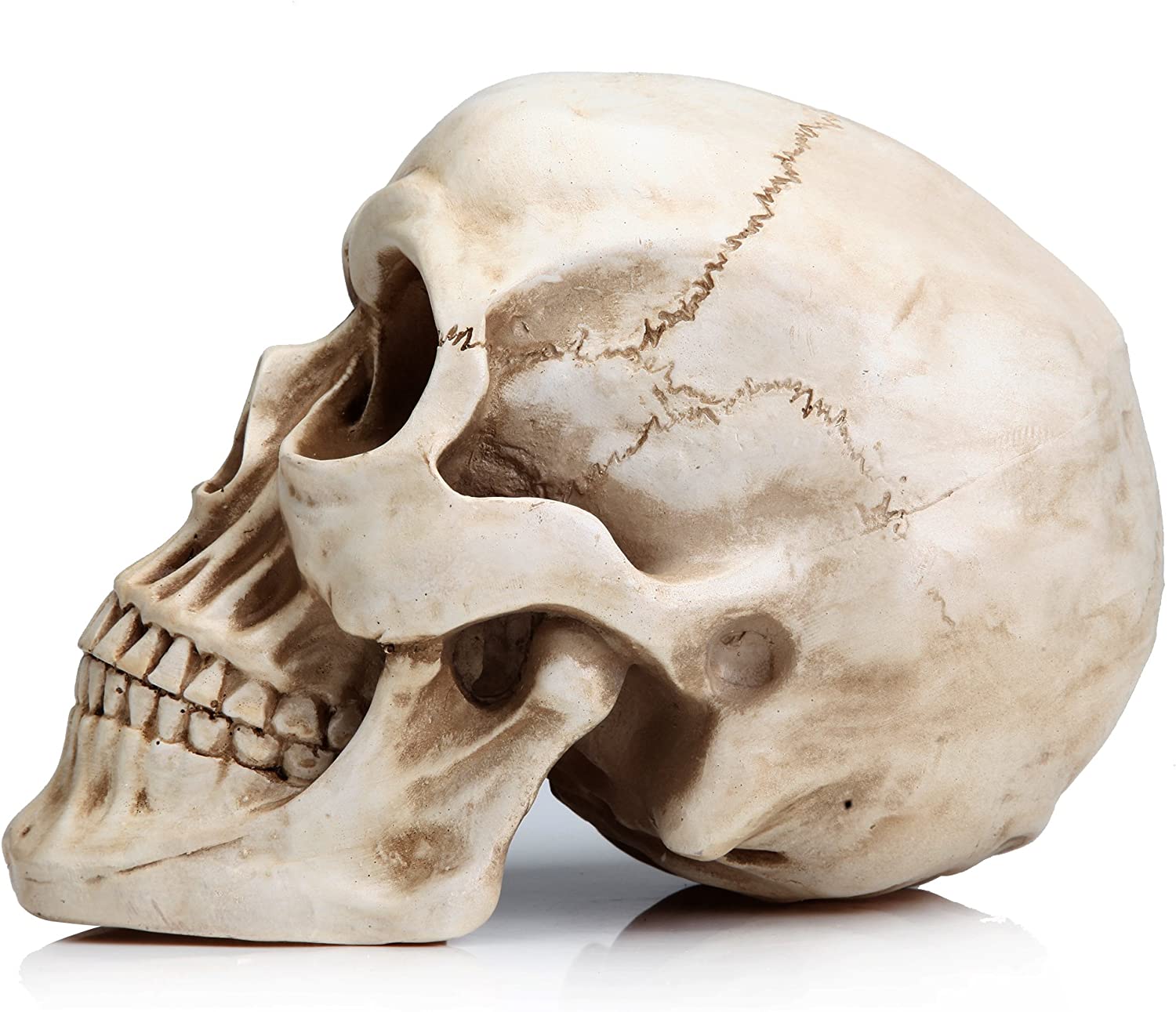 1:1 Replica Realistic Human Adult Skull Head Bone Model V178-84598