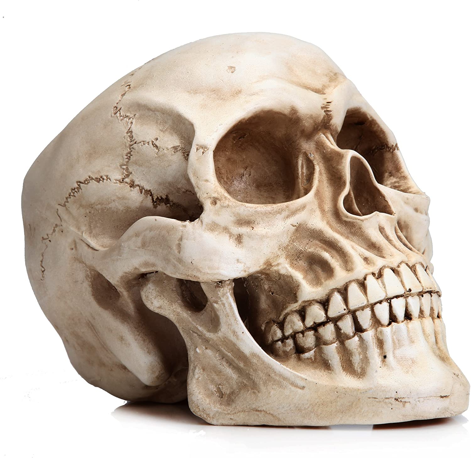 1:1 Replica Realistic Human Adult Skull Head Bone Model V178-84598