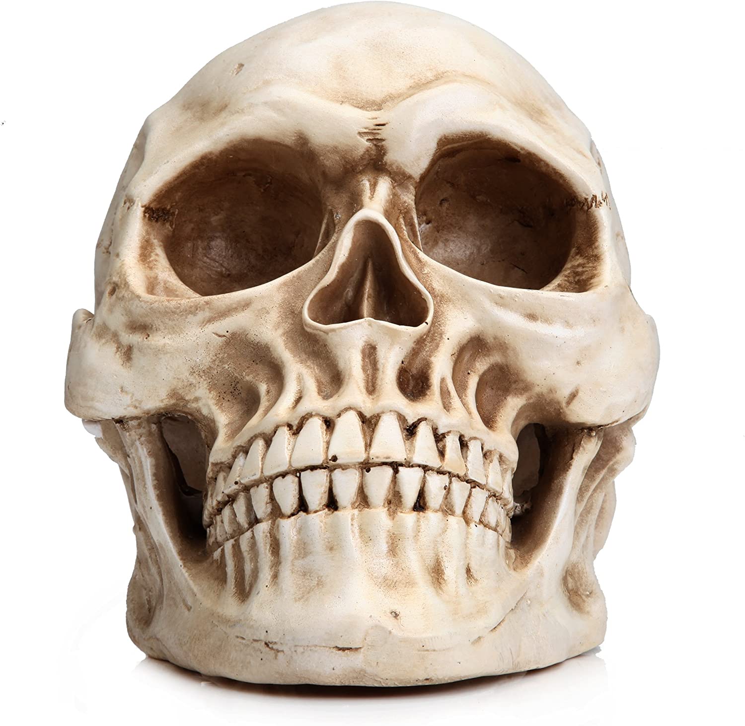 1:1 Replica Realistic Human Adult Skull Head Bone Model V178-84598