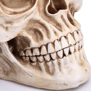 1:1 Replica Realistic Human Adult Skull Head Bone Model V178-84598