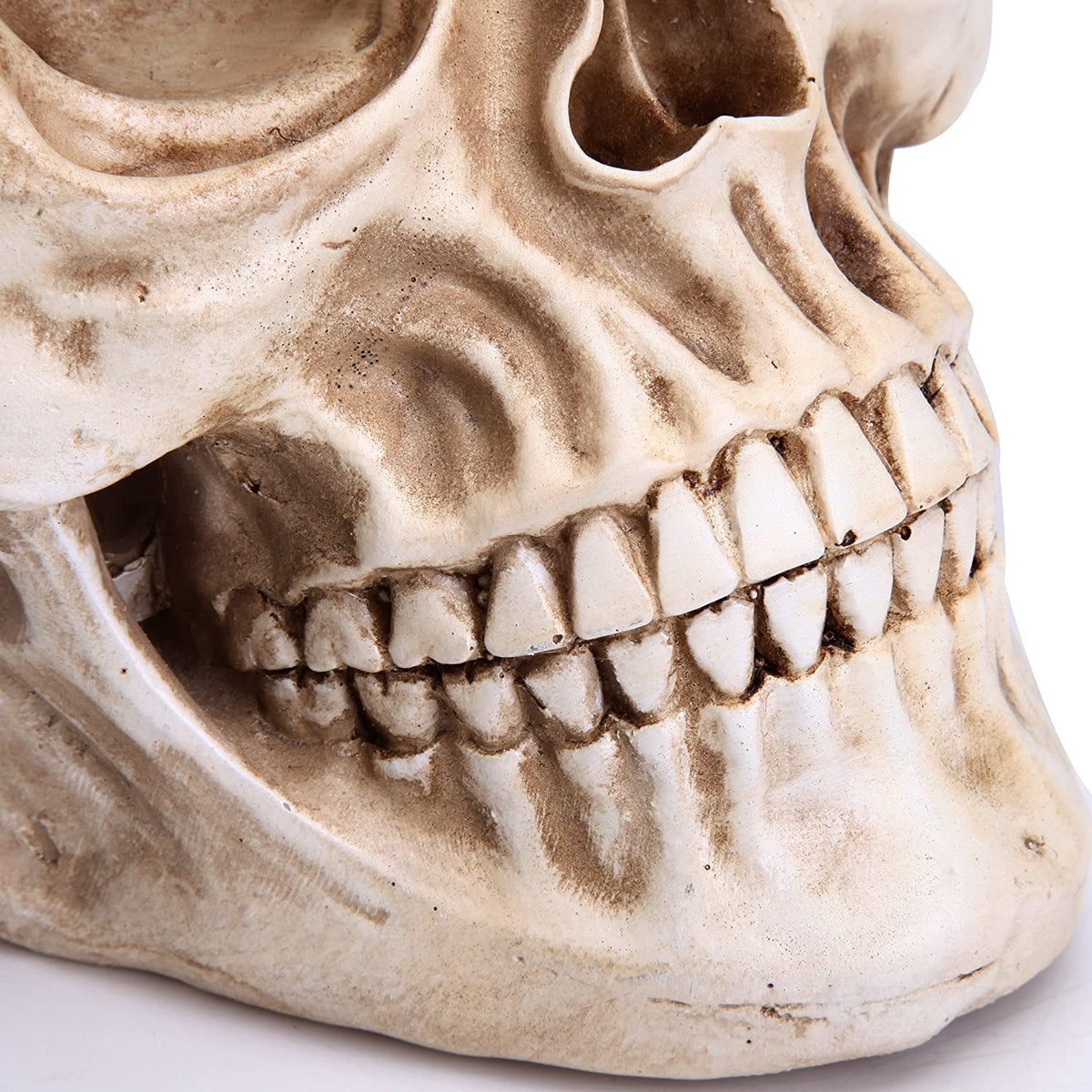 1:1 Replica Realistic Human Adult Skull Head Bone Model V178-84598