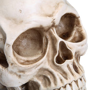 1:1 Replica Realistic Human Adult Skull Head Bone Model V178-84598