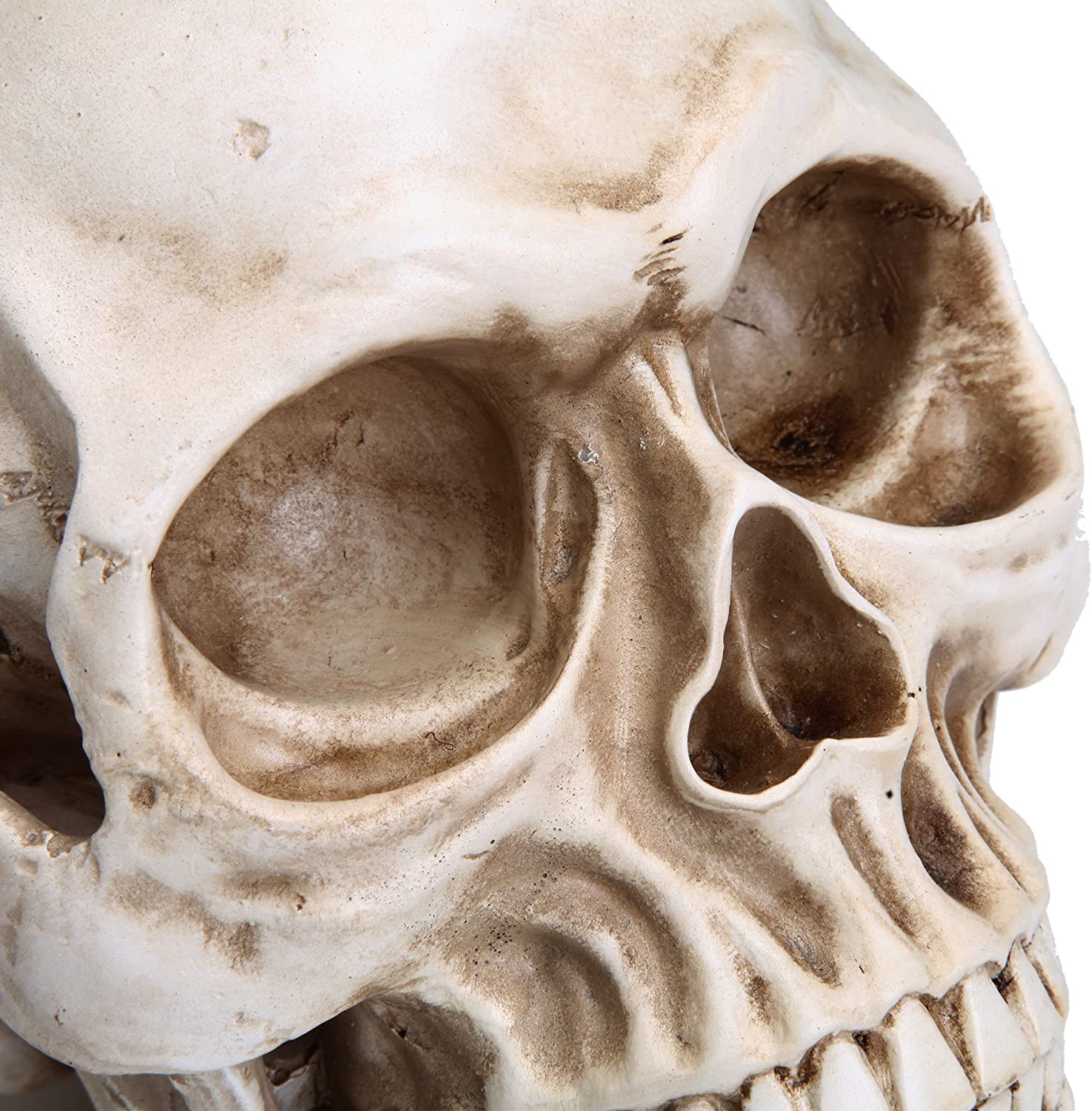 1:1 Replica Realistic Human Adult Skull Head Bone Model V178-84598