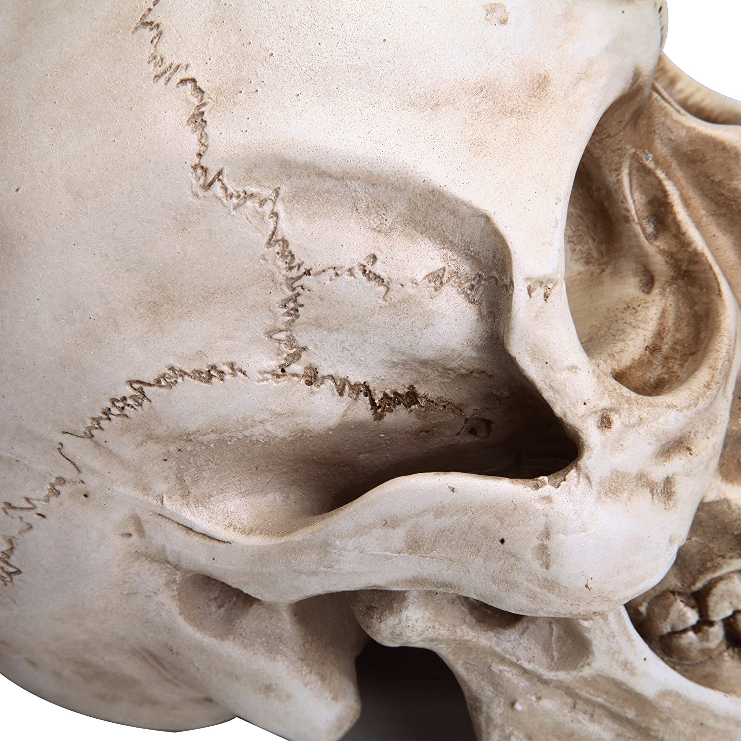 1:1 Replica Realistic Human Adult Skull Head Bone Model V178-84598