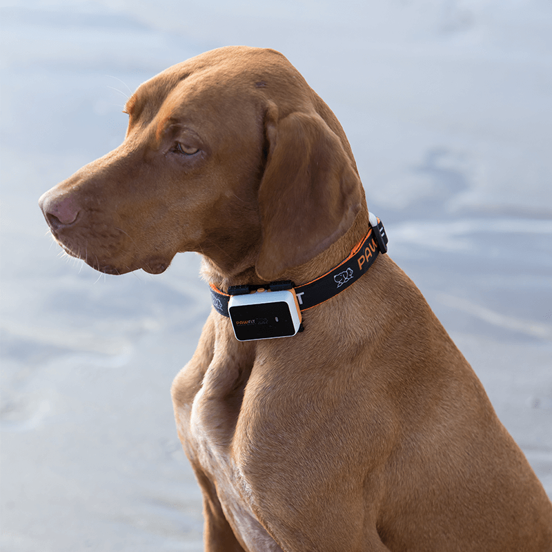 Pawfit 3 Tracker V188-PWFT3