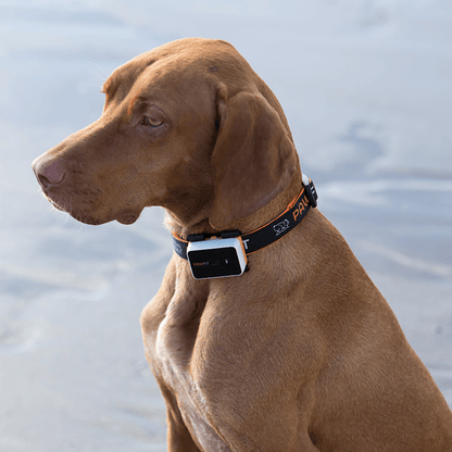 Pawfit 3 Tracker V188-PWFT3