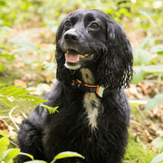 Pawfit 3 Tracker V188-PWFT3
