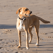 Pawfit 3 Tracker V188-PWFT3