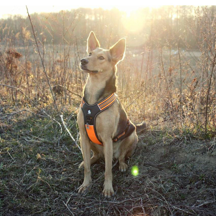 Reflective Heavy Duty Harness Orange XL V188-ZAP-TLH5551-ORANGE-XL