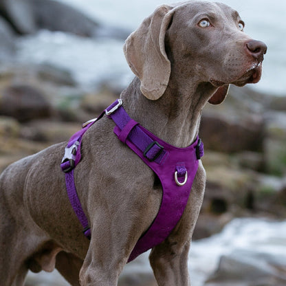 Lightweight Harness Purple XS V188-ZAP-TLH6281-8-PURPLE-XS