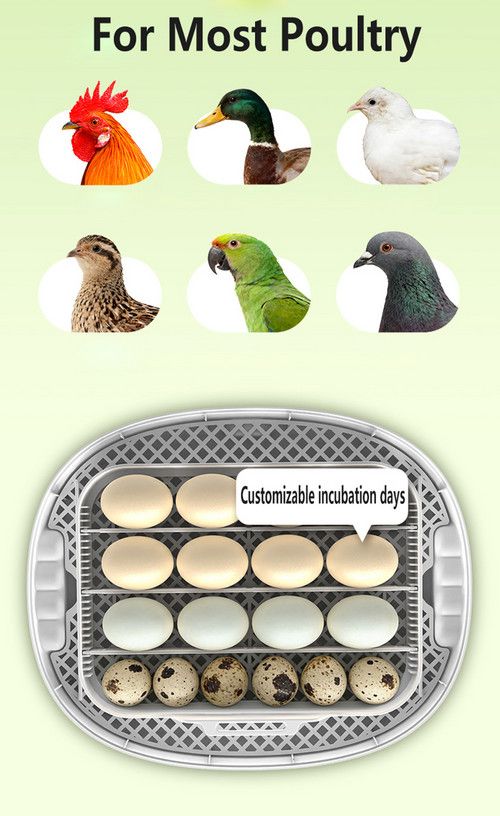 Automatic Egg Incubator 16-30 Eggs Chicken Duck Poultry Hatcher Breeder Candler V201-EGG0016YL8AU