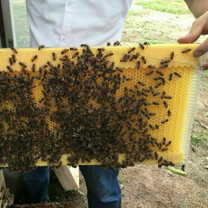 Neweast 7Pcs Flow Bee Comb Hive Frames For Wooden Beekeeping Beehive House V201-W12466559