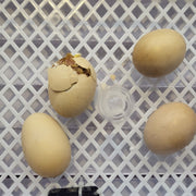 56 Eggs Automatic Incubator LED Hatching Digital Chicken Duck Poultry Hatcher AU