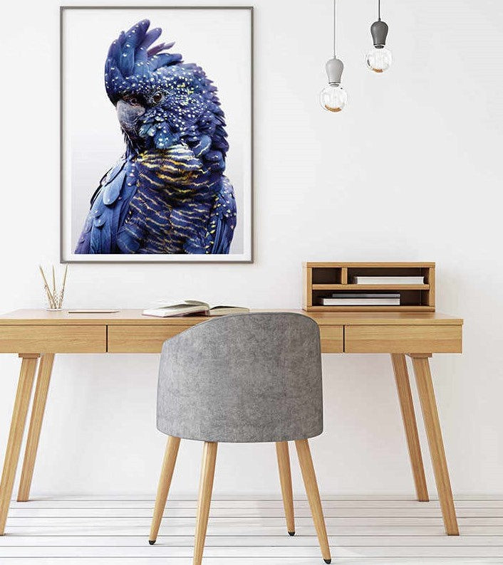 Wall Art 60cmx90cm Black Cockatoo A Black Frame Canvas V207-1086