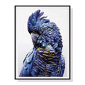 Wall Art 60cmx90cm Black Cockatoo A Black Frame Canvas V207-1086