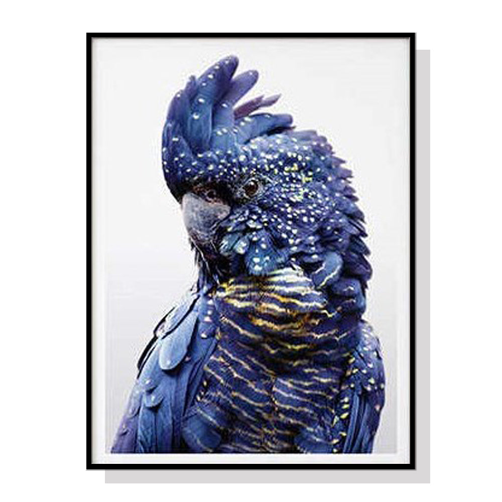 Wall Art 60cmx90cm Black Cockatoo A Black Frame Canvas V207-1086