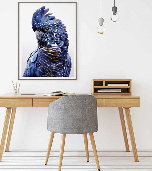 Wall Art 70cmx100cm Black Cockatoo A Black Frame Canvas V207-1087