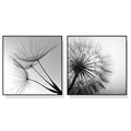Wall Art 40cmx40cm Black and white dandelion 2 Sets Black Frame Canvas V207-1451-1
