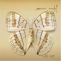 White Moth - Rudd, Xavier Cd Album V210-2093279