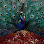 Sorceress - Opeth Cd Album V210-2317629