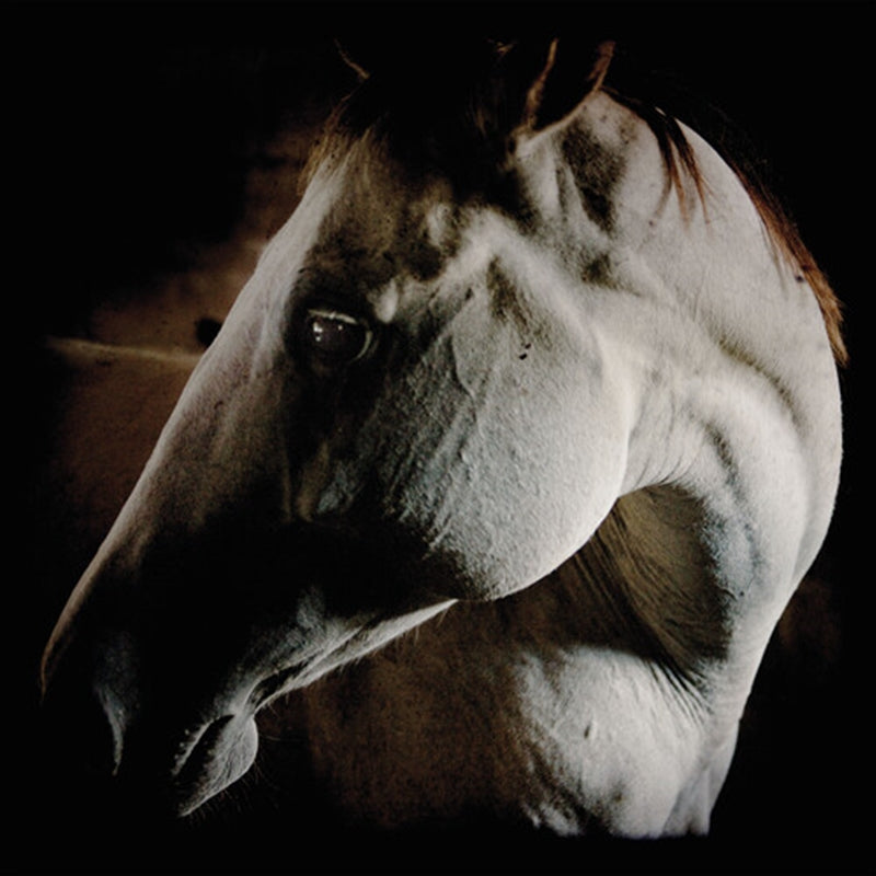 How To Kill A Horse - Brother Dege Cd Album V210-2880155