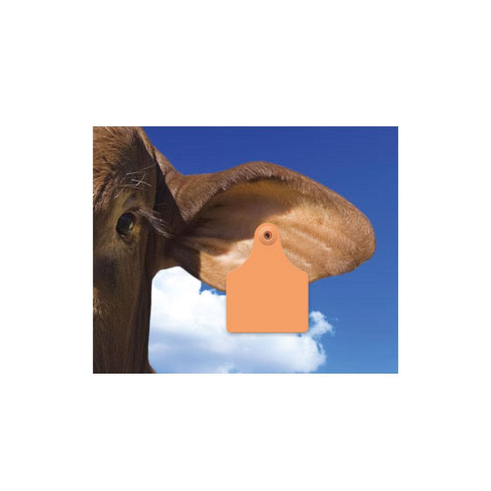100x Cattle Ear Tags 7x10cm Set - Large Orange Blank Cow Sheep Livestock Label V238-SUPDZ-21895243202640