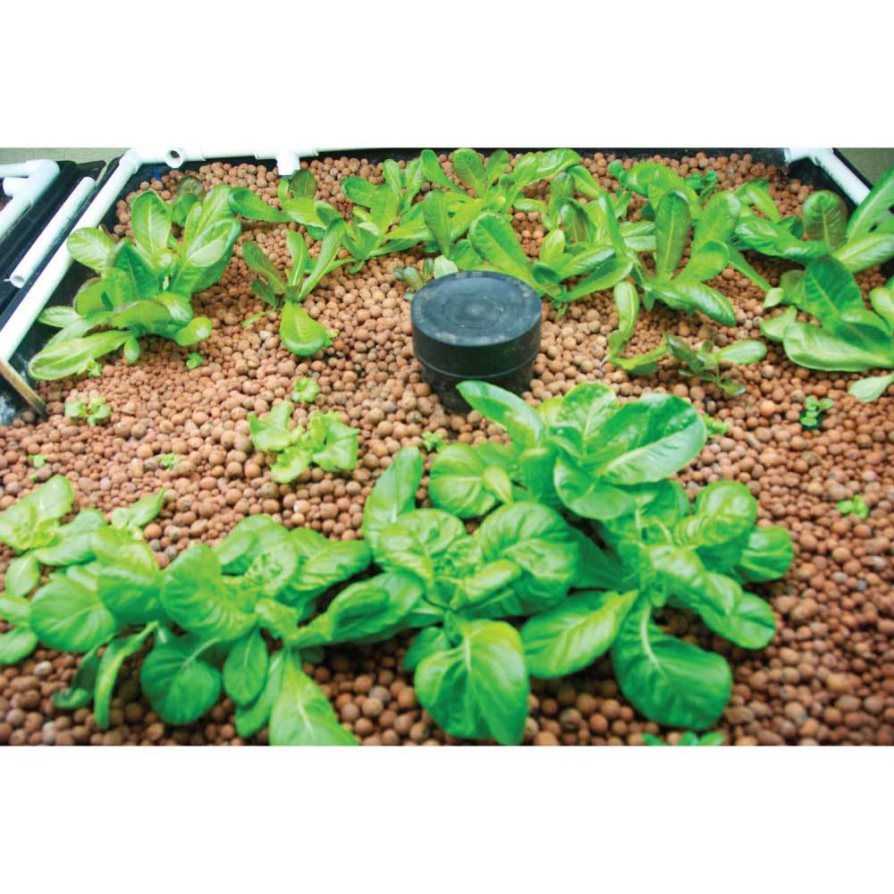 50L Hydro Clay Balls - Natural Premium Hydroponic Expanded Plant Growing Medium V238-SUPDZ-31986253365328