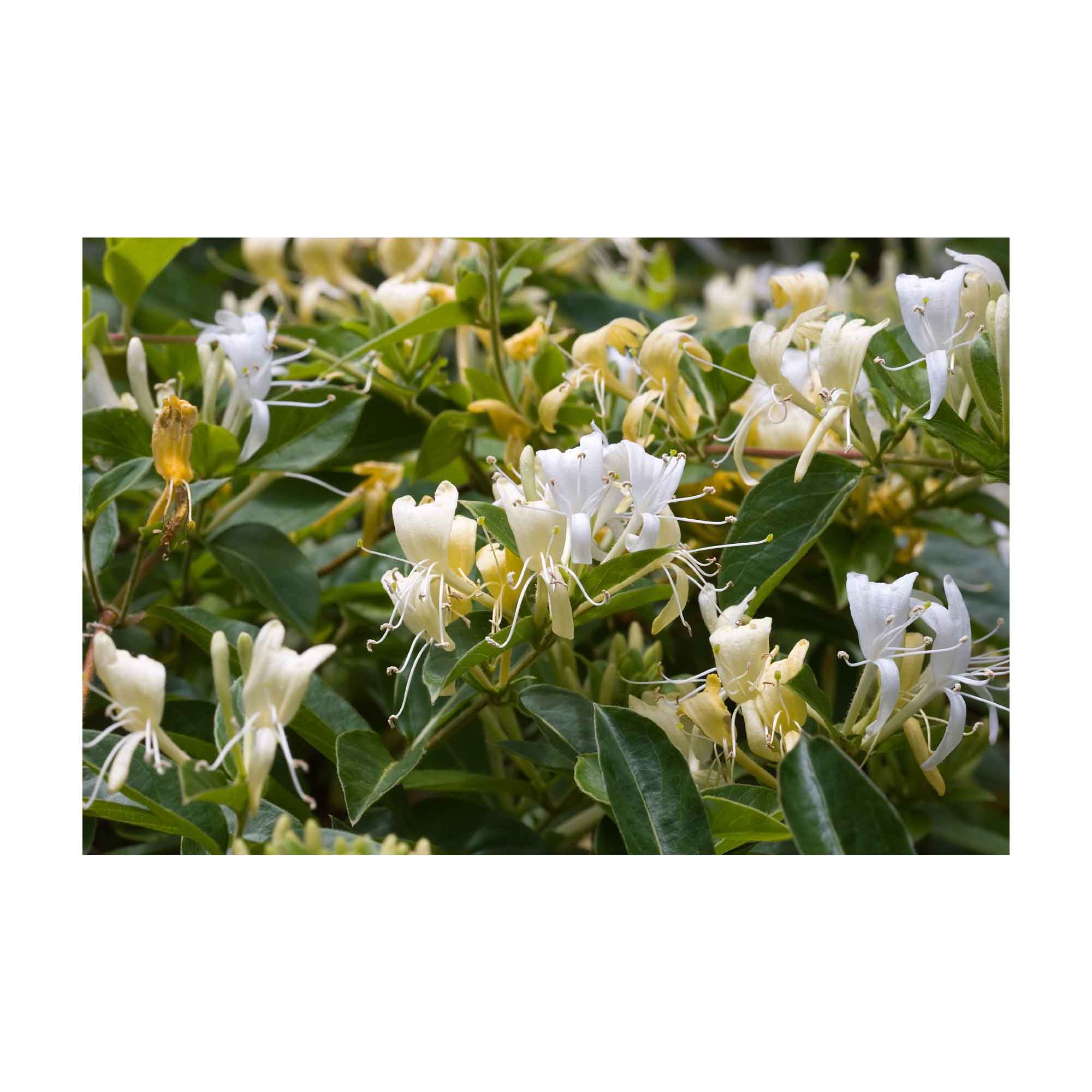 4x 100g Plant Oil Soap Honeysuckle Scent Pure Vegetable Base Bar Australian V238-SUPDZ-39247913222224
