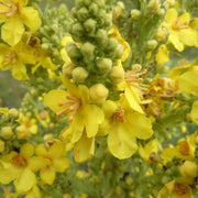 Orku 400g Organic Mullein Leaf - Dried Herbal Verbascum Thapsis V238-SUPDZ-40142212595792