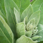 Orku 400g Organic Mullein Leaf - Dried Herbal Verbascum Thapsis V238-SUPDZ-40142212595792