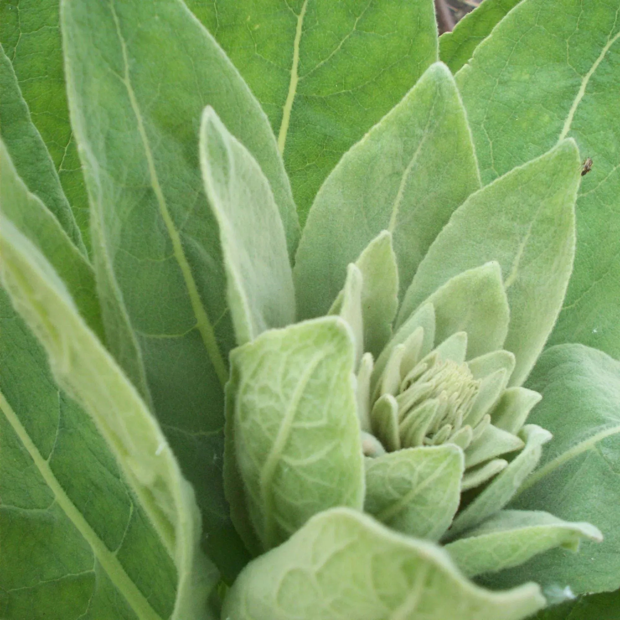 Orku 400g Organic Mullein Leaf - Dried Herbal Verbascum Thapsis V238-SUPDZ-40142212595792