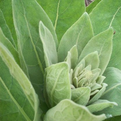 Orku 400g Organic Mullein Leaf - Dried Herbal Verbascum Thapsis V238-SUPDZ-40142212595792