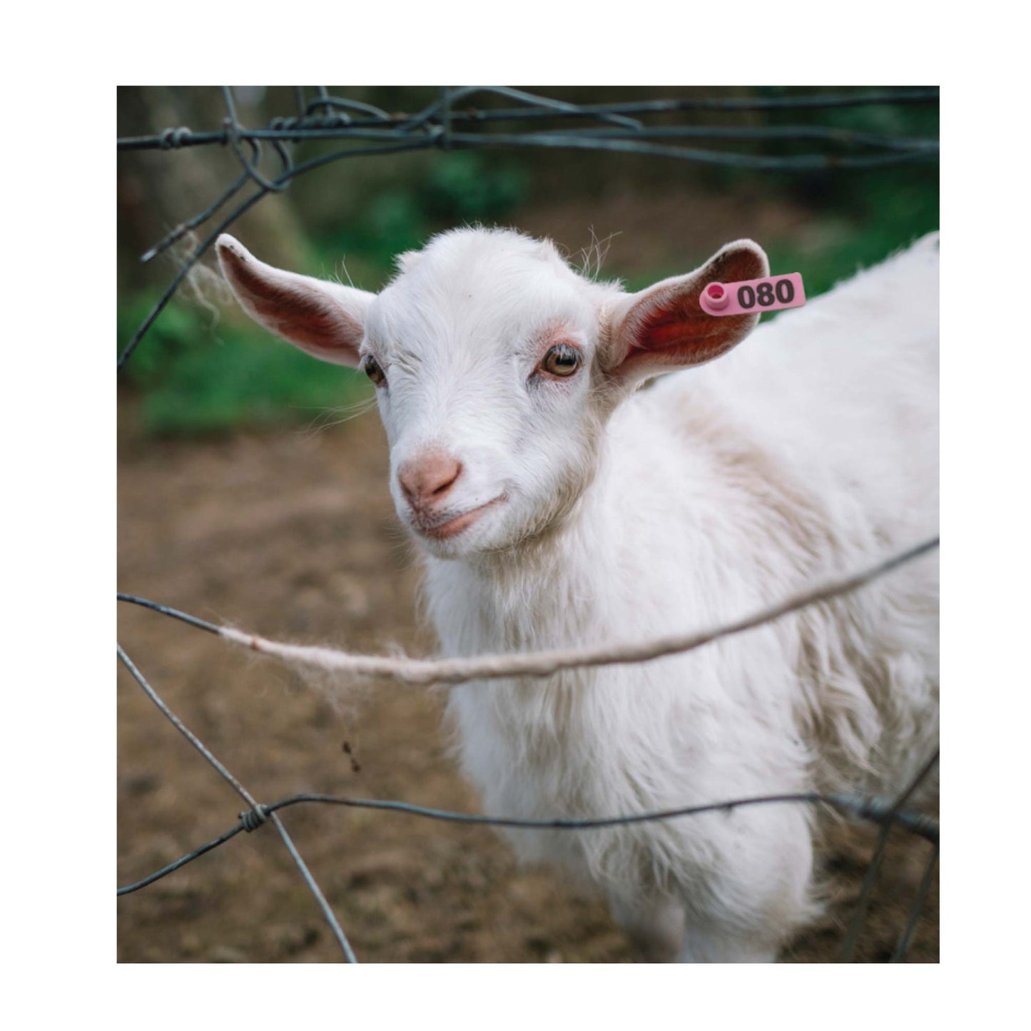 1-100 Cattle Number Ear Tag 5x2cm Set - Mini Pink Cow Sheep Pig Livestock Label V238-SUPDZ-40192184057936