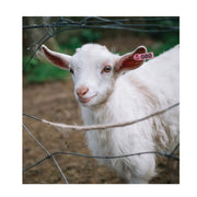 1-100 Cattle Number Ear Tag 5x2cm Set - Mini Pink Cow Sheep Pig Livestock Label V238-SUPDZ-40192184057936
