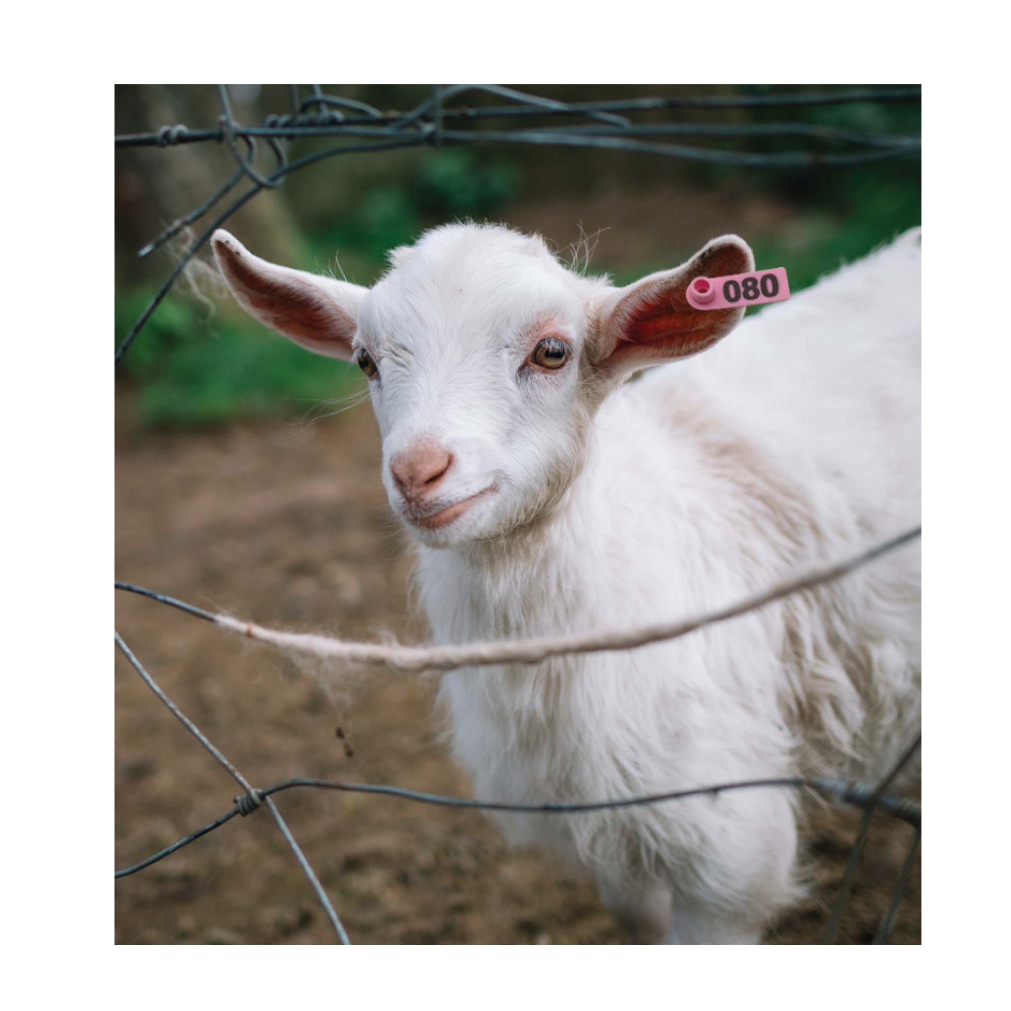 1-100 Cattle Number Ear Tag 5x2cm Set - Mini Pink Cow Sheep Pig Livestock Label V238-SUPDZ-40192184057936
