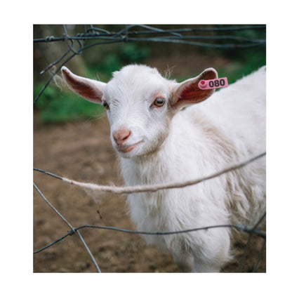 1-100 Cattle Number Ear Tag 5x2cm Set - Mini Pink Cow Sheep Pig Livestock Label V238-SUPDZ-40192184057936