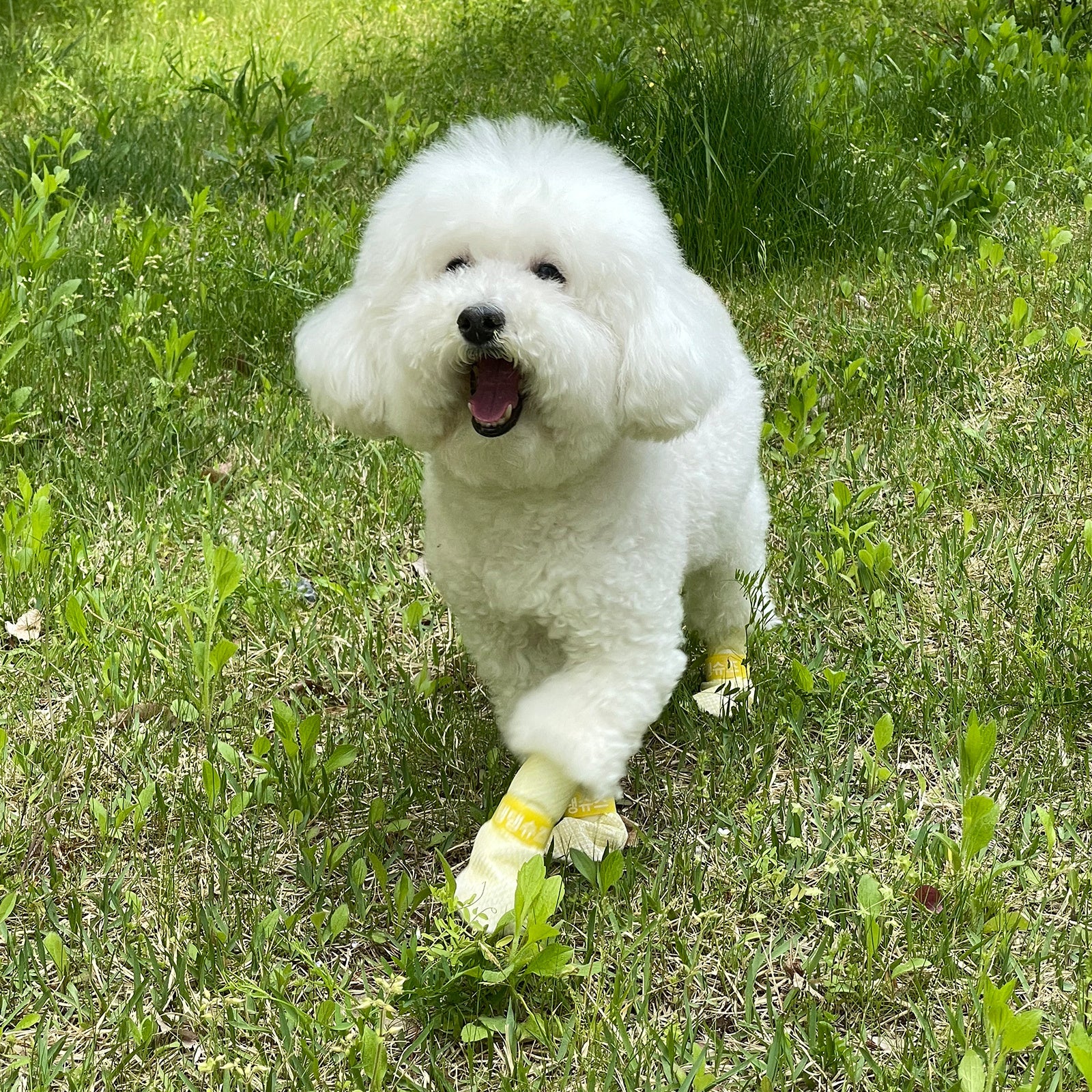 28pc X Dog Shoes Waterproof Disposable Boots Anti-Slip Pet Socks M VIOLET V274-PET-MIR-DDSHOEM-VT