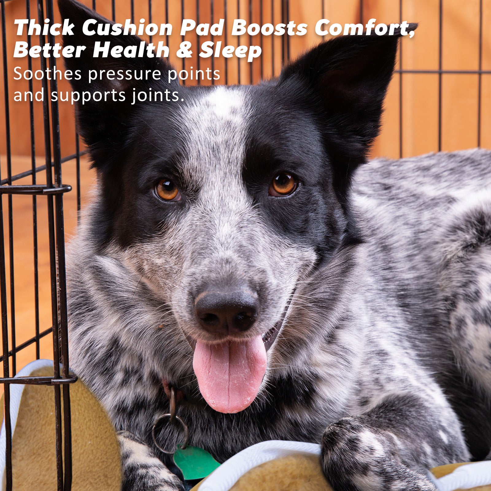 Wire Dog Cage Foldable Crate Kennel 24in with Tray + Cushion Mat Combo V274-PET-WCCU24-BE