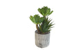 Modern Pot Succulent Plant V292-HD-PLANT-MODERN-POT