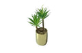 Tiff Pot Succulent Plant V292-HD-PLANT-TIFF-POT