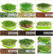 2-Pack Seed Sprouter Trays with Lids BPA-Free, Soil-Free Wheatgrass Growing Kit for Beans, Sprouts, V324-GD-2XSPRTRAY