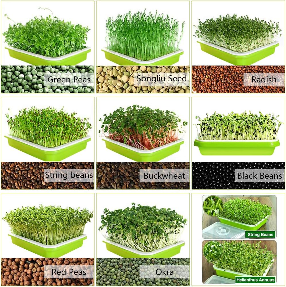 2-Pack Seed Sprouter Trays with Lids BPA-Free, Soil-Free Wheatgrass Growing Kit for Beans, Sprouts, V324-GD-2XSPRTRAY