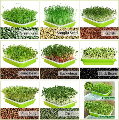 2-Pack Seed Sprouter Trays with Lids BPA-Free, Soil-Free Wheatgrass Growing Kit for Beans, Sprouts, V324-GD-2XSPRTRAY