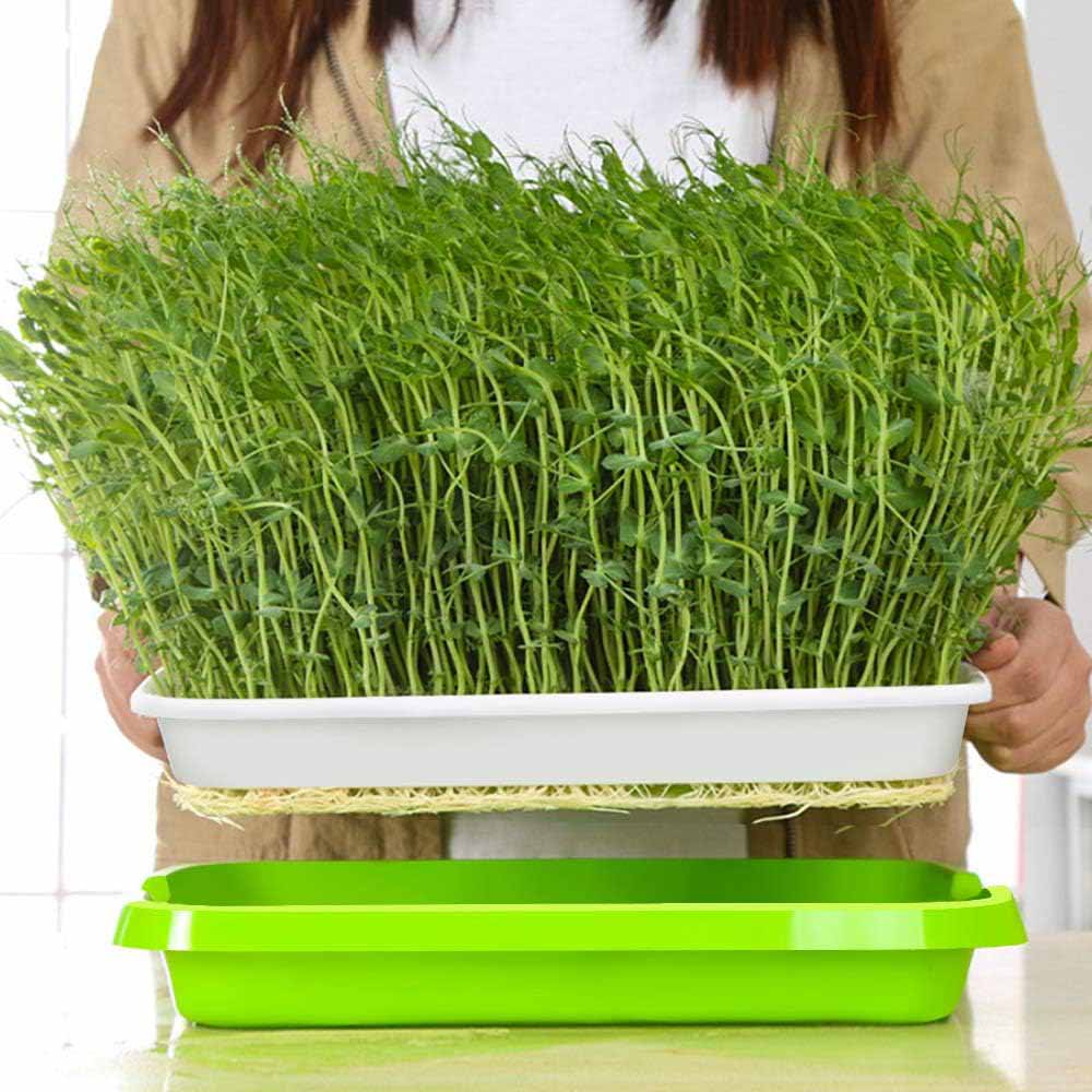2-Pack Seed Sprouter Trays with Lids BPA-Free, Soil-Free Wheatgrass Growing Kit for Beans, Sprouts, V324-GD-2XSPRTRAY