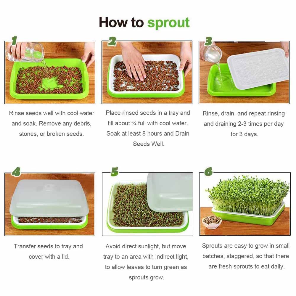 2-Pack Seed Sprouter Trays with Lids BPA-Free, Soil-Free Wheatgrass Growing Kit for Beans, Sprouts, V324-GD-2XSPRTRAY